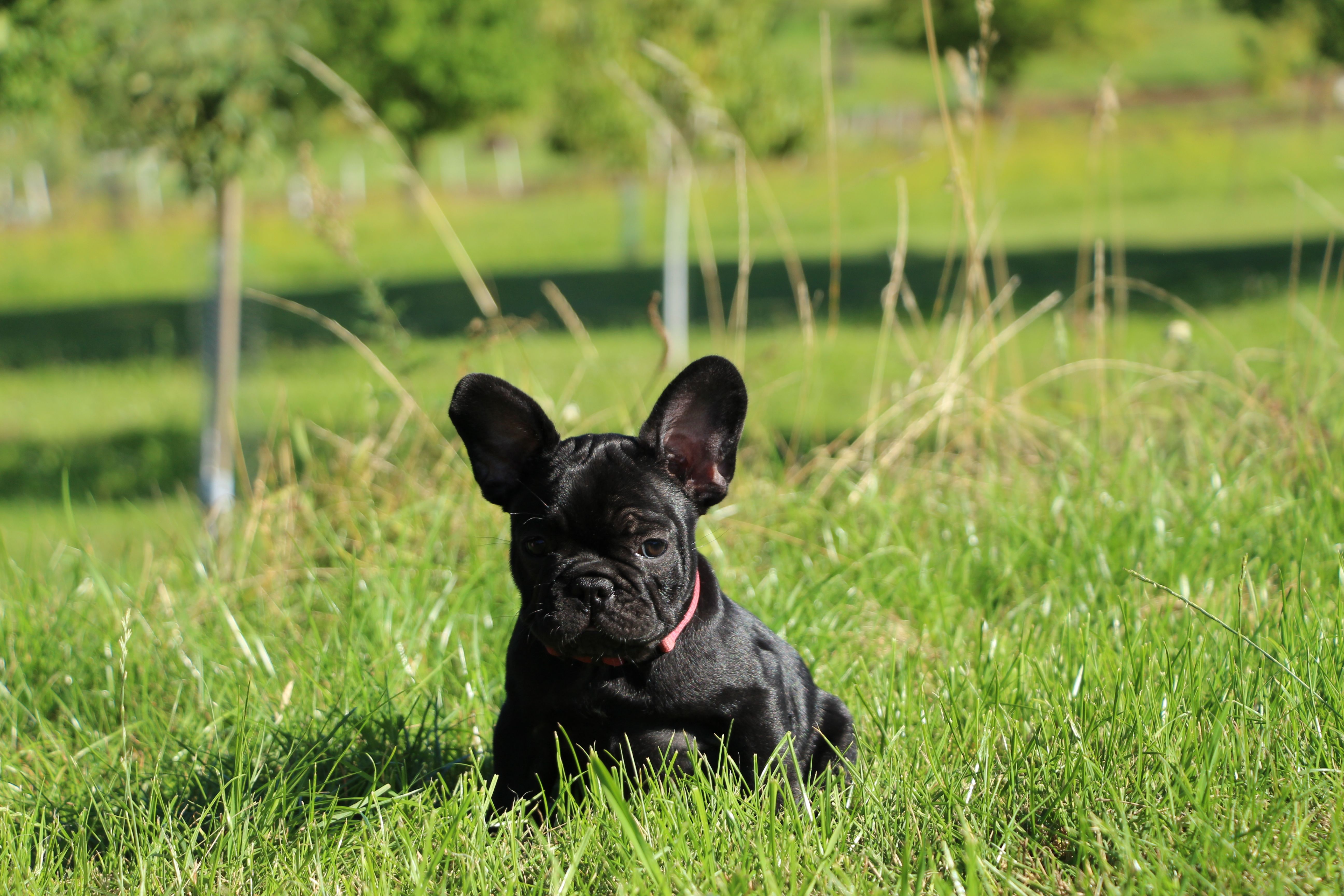 <svg class='purple'></svg> <b> Magic Molly</b> <svg class='purple'></svg>